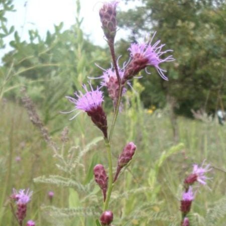 Dwarf Blazing Star, Liatris Seeds - Packet image number null
